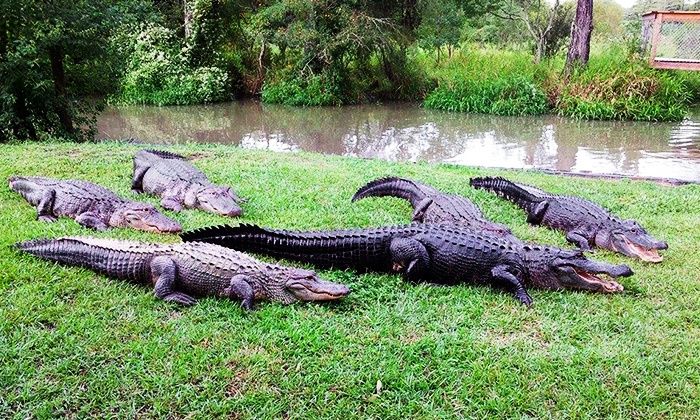 Gator-Ranch Visit with Feedings - Alligator Alley | Groupon