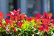 Set van 2, 4 of 6 Photinia 'Red Robin' planten - Image 6