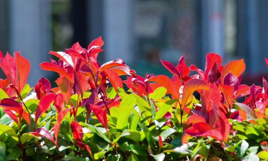 Image 6: Set van 2, 4 of 6 Photinia 'Red Robin' planten