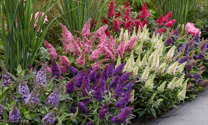 Image 1: Set van 2 kleine Buddleja vlinderstruiken 