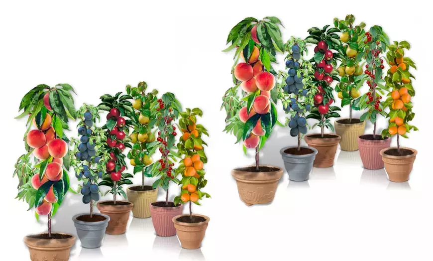 1 of 2 sets van 6 fruitbomen