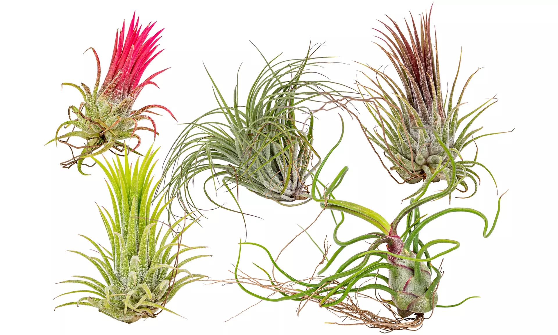 Set van 5 of 10 Tillandsia luchtplanten