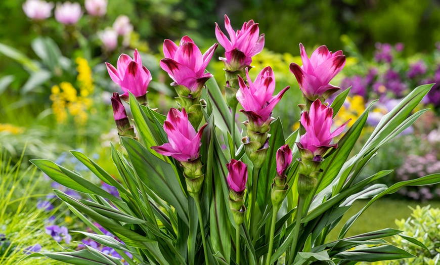 Image 11: 2 of 4 Curcuma Al Siam Splash planten