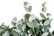1x oder 2x Winterharter Eukalyptus „Gunnii“ - Second Medium