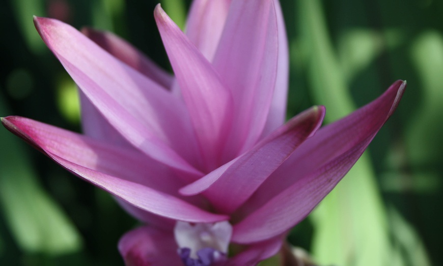 Image 2: 2 of 4 Curcuma Al Siam Splash planten