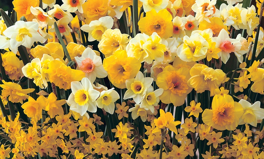 Image 1: 10, 20 or 40 Daffodil Sweet Aroma Mixed Hardy Bulbs