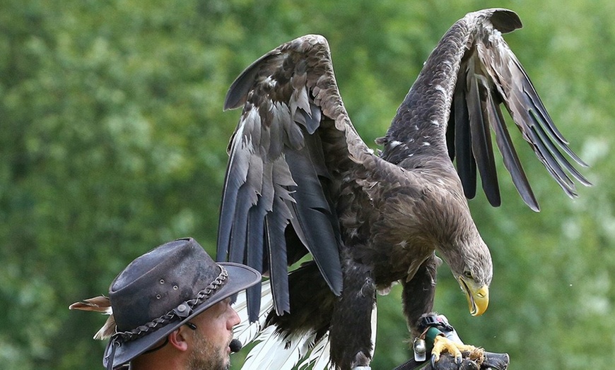 Image 3: Falknerei-Erlebnis mit Flug-Show