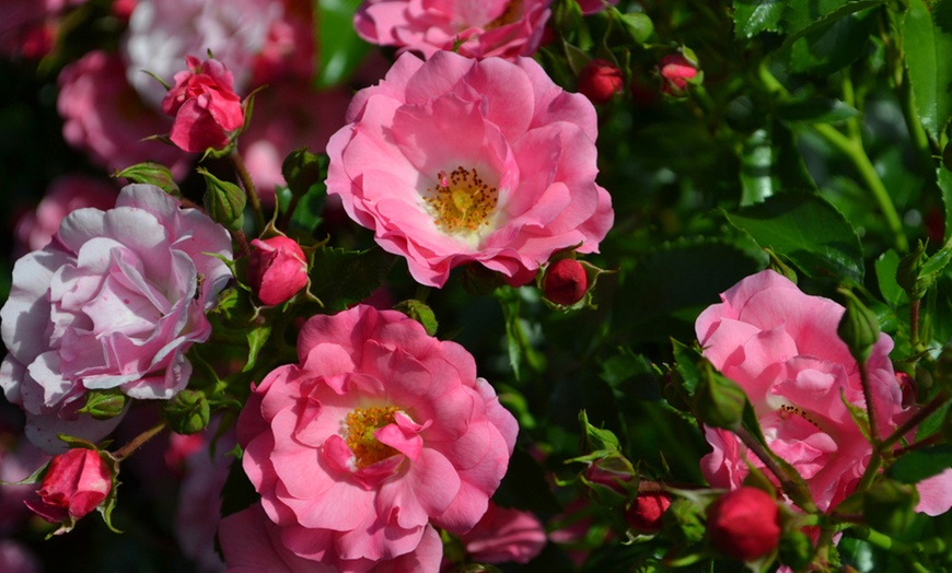 Image 2: Rose Flower Carpet Pink -1, 3 or 5 Plants in 3-Litre Pots