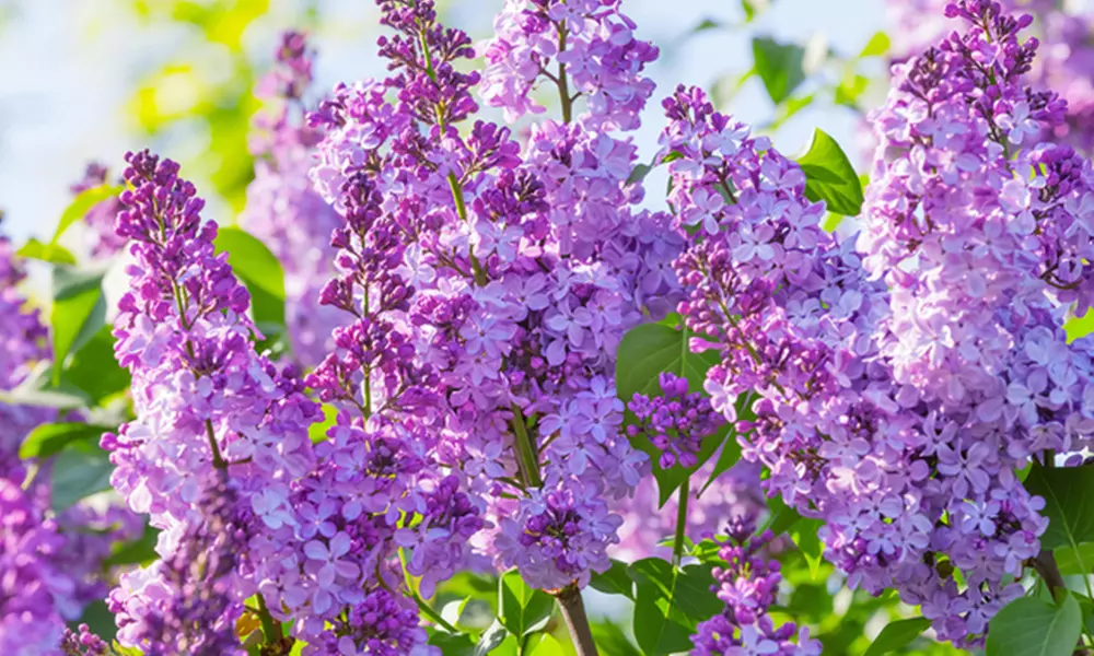 Lilac Common Bare Root - Primary Image