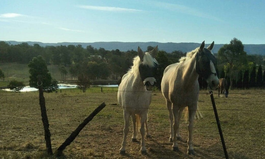 Image 6: Grooming & Horse Riding Session