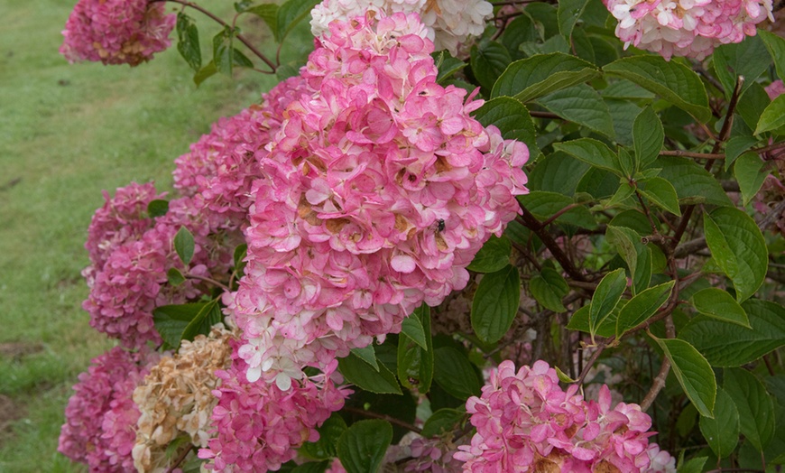 Image 4: One, Two or Three Hydrangea Paniculata Vanilla Fraise Potted Plants