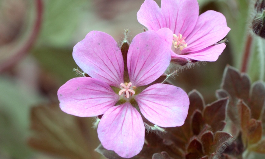 Image 2: Geranium 'Bobs Blunder' - 1, 3 or 5 Potted Plants