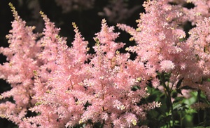 Three or Six Astilbe 'Look at Me' Bare Roots