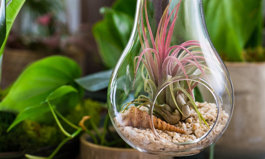 Image 5: 3 Air Plants in Glass Container