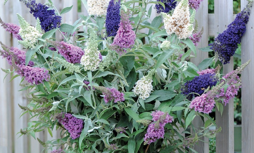 Image 2: Hardy Patio Buddleja Buzz 3-in-1