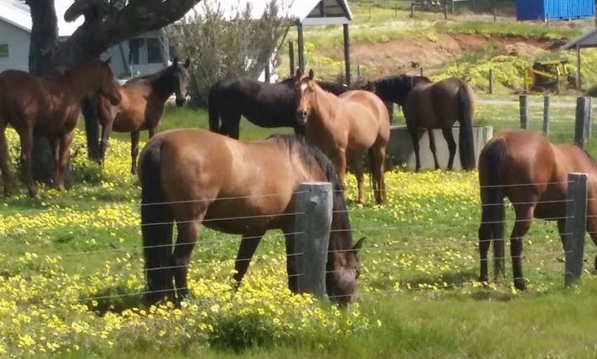 Image 3: Up to 50% Off on Horse Back Riding - Recreational at Green Gables Stables