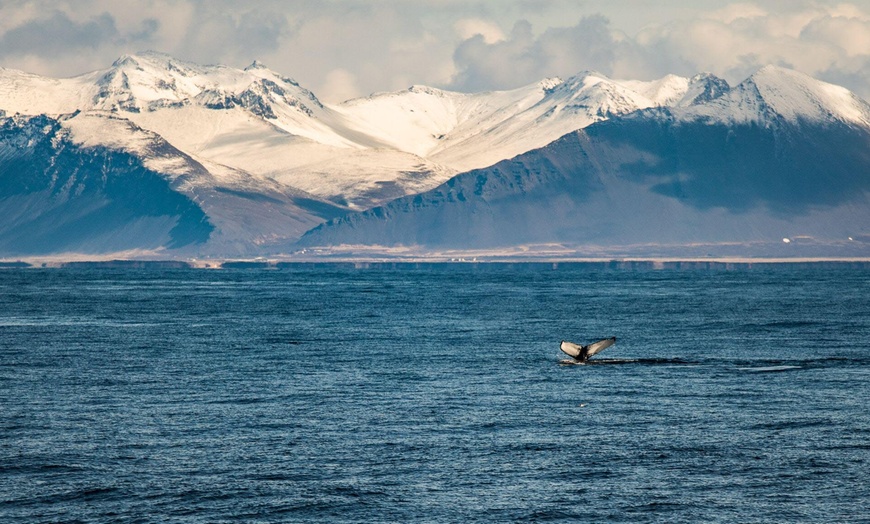 Image 7: Iceland: Choice of Excursions