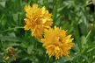 15 or 30 Coreopsis "Golden Joy" Perennials Plug Plants - Image 3