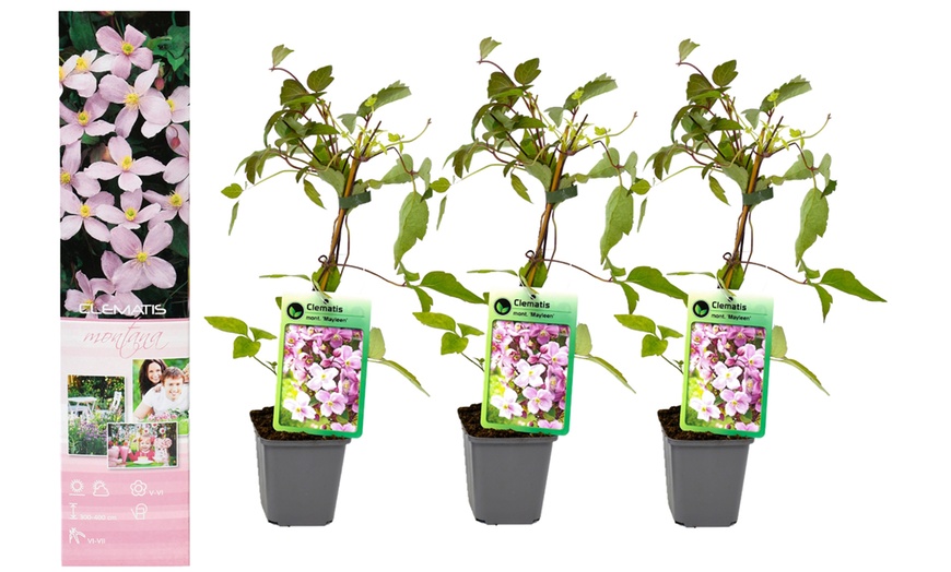 Image 3: Set de 3 plantas Clematis