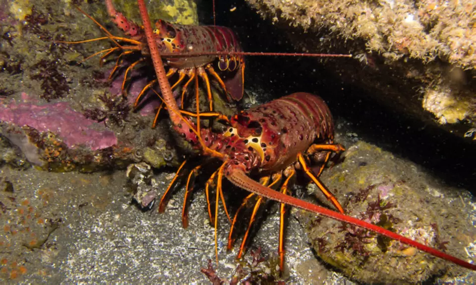Two-Hour Lobster-Diving Tour for One or Two at La Jolla Water Sports (Up to 48% Off) - Primary Image