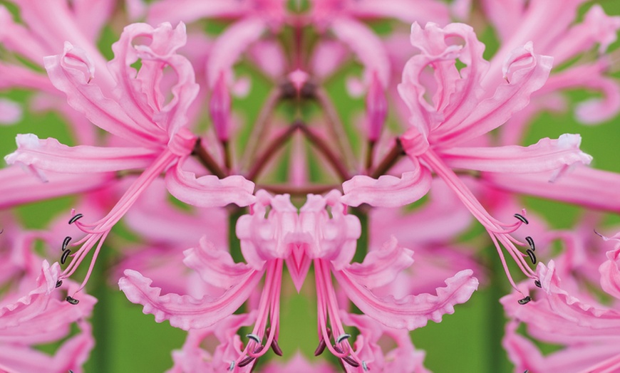 Image 3: Nerine Bowdenii Bulbs