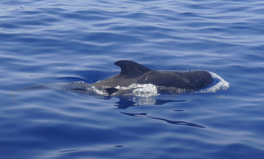 Image 8: Paseo en barco