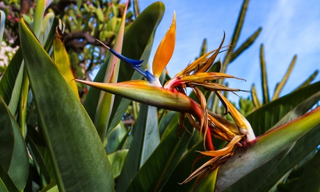 1 o 2 piante di Strelitzia Nicolai