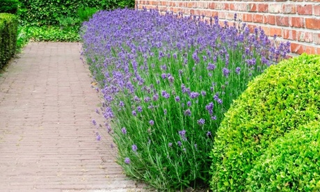 Groupon Unisex Lavender Upto 60 Munstead Plants: 24 Plants