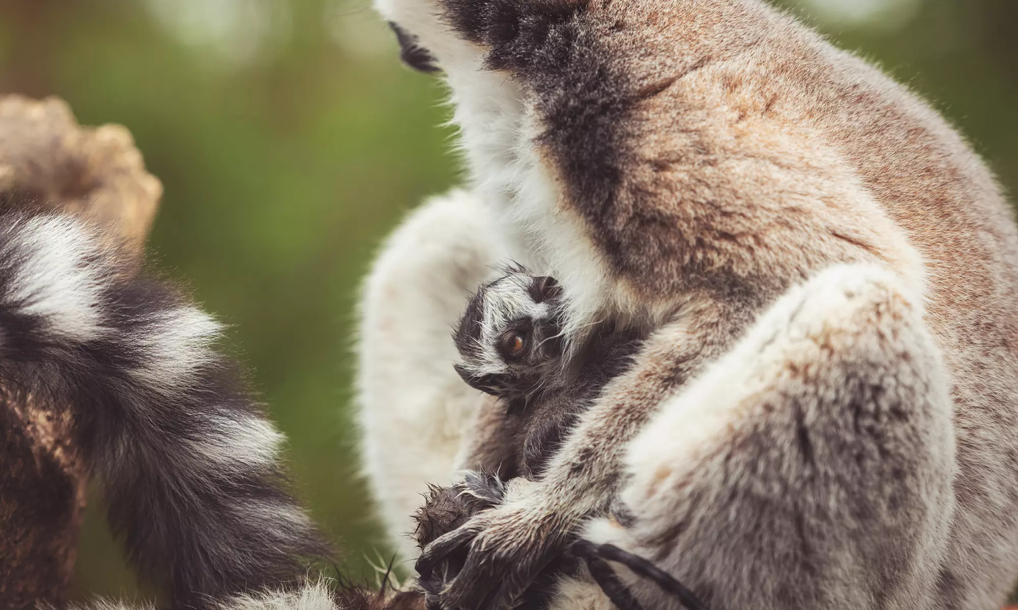 Enjoy Weekday, or Weekend Entry at Hoo Zoo and Dinosaur World