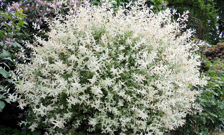 Image 2: Arbustes Salix integra 'Hakuro Nishiki' XXL d'OH2