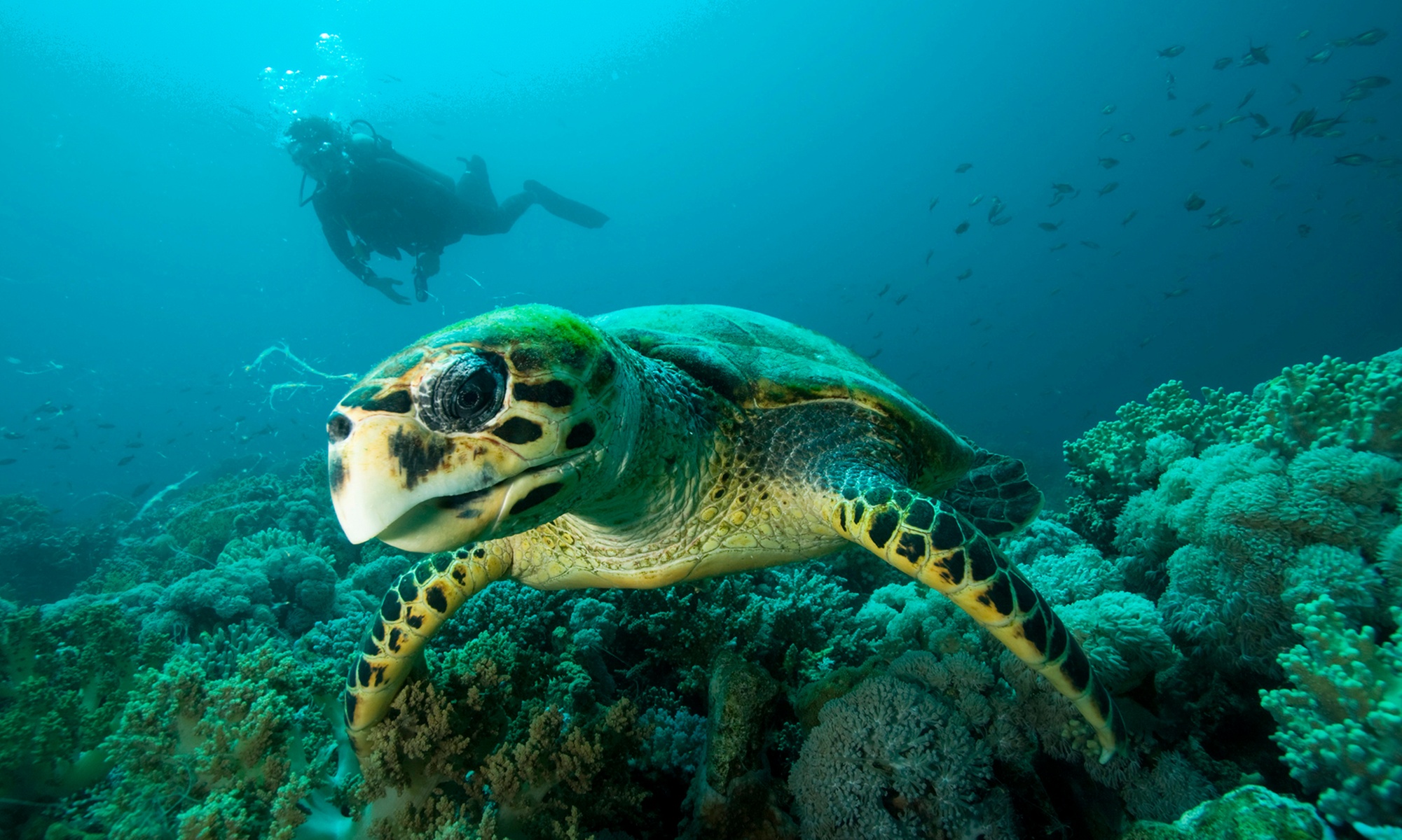 Up to 51% Off Snorkel Tours from Oahu Catamarans