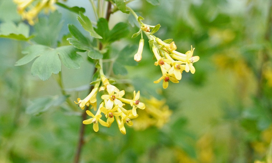 Image 7: Hardy Shrub Collection Plants