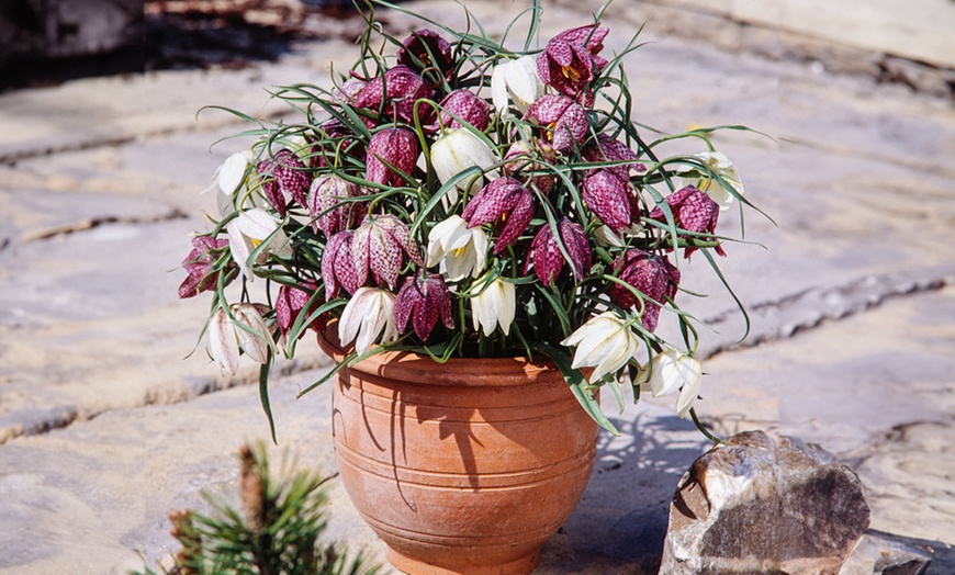 Image 3: Mix de bulbos de Fritillaria Meleagris