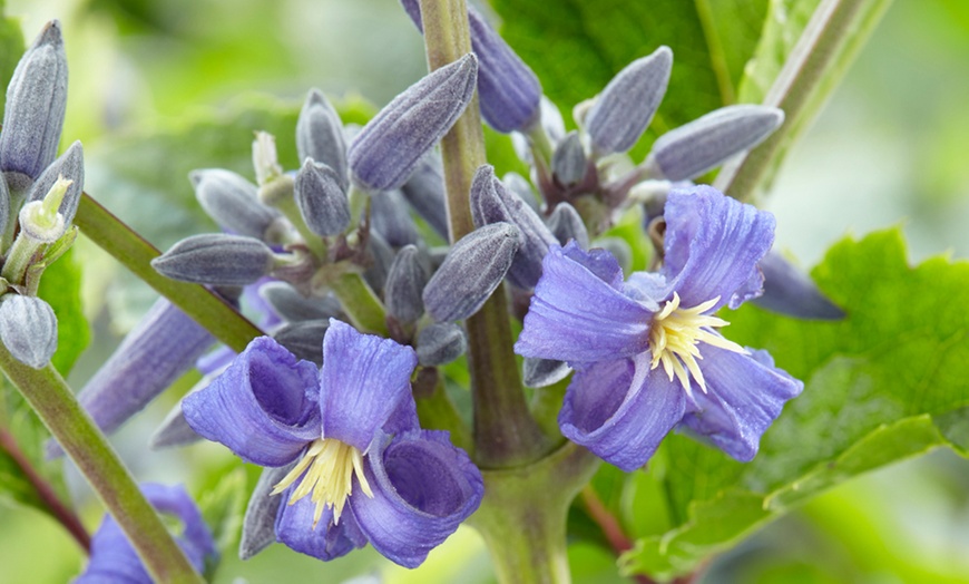 Image 4: One, Two or Three Clematis New Love 7cm Pot Plants