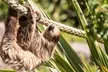 Unlock Wildlife Wonders: Safari Zoo Cumbria Pass (Up to 46% Off) - Image 5