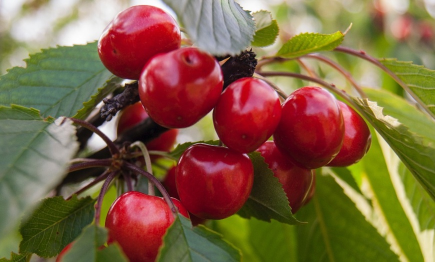 Image 2: Orange, NSW: One-Day Cherry Picking Tour