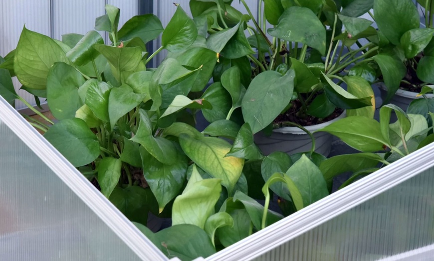 Image 17: Outsunny Small Greenhouse