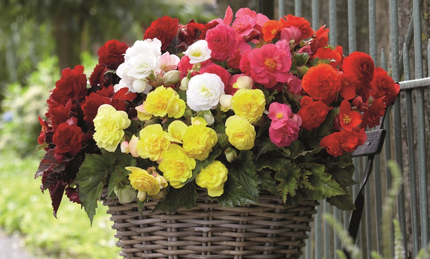 Image 1: Begonia Vibrant Blooms for Gardens