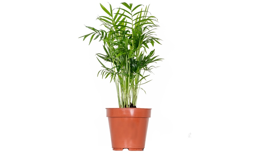 Image 5: Conjunto de 3 plantas tropicales para interior