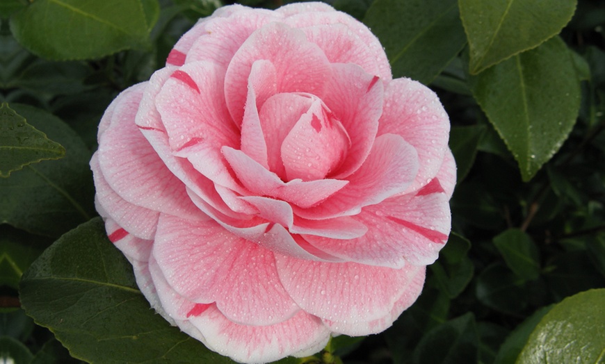 Image 3: One or Three Hardy Camellia Plants