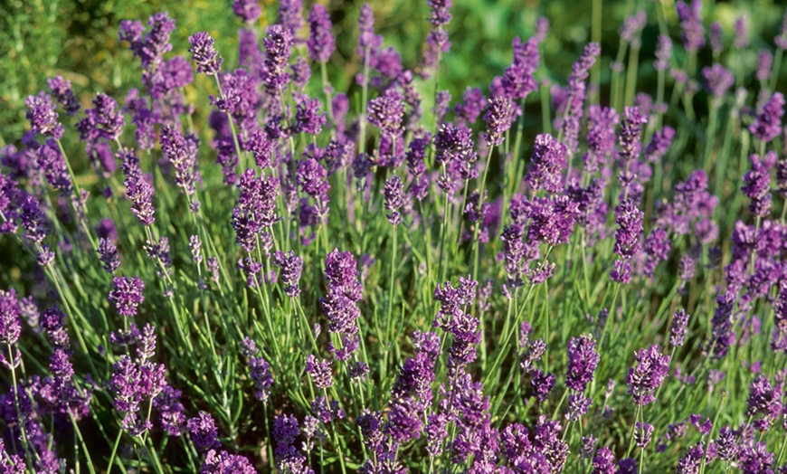 Image 3: Lavendel Hidcote en Munstead 