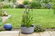 Fragrant Patio Pond Plant Kit with Various Pot Options - Image 4