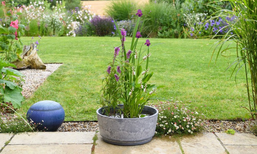 Image 4: Fragrant Patio Pond Plant Kit with Various Pot Options