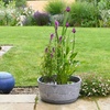 Image 4: Fragrant Patio Pond Plant Kit with Various Pot Options