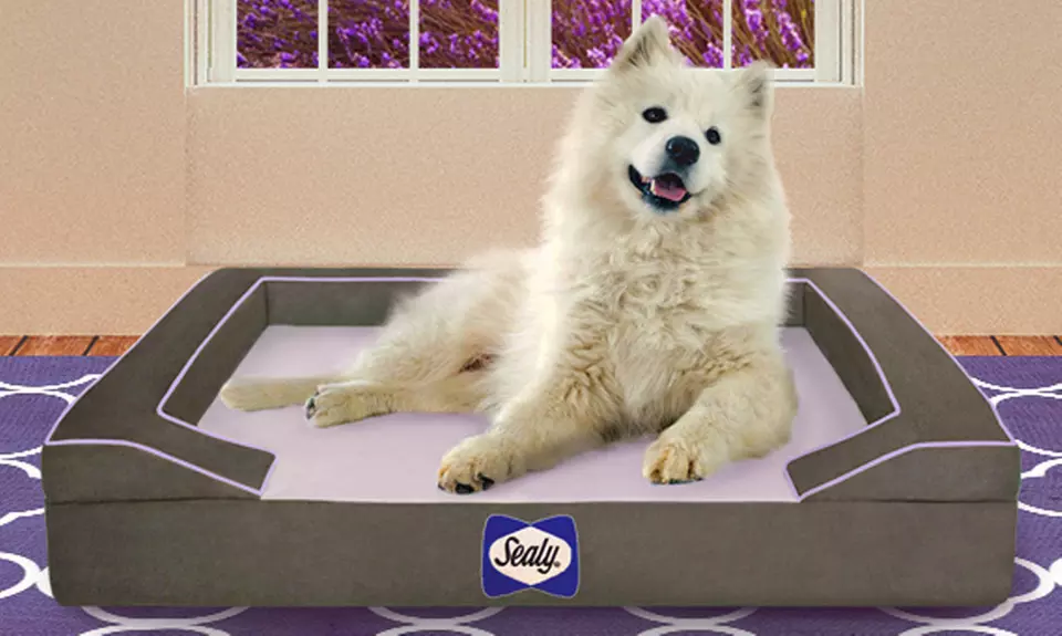 Sealy Lavender Infused Dog Bed with Cooling Gel - Primary Image