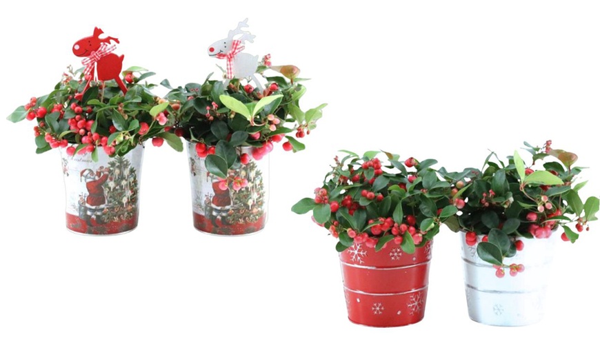 Image 1: Set van 2 Gaultheria planten 'Big Berry'