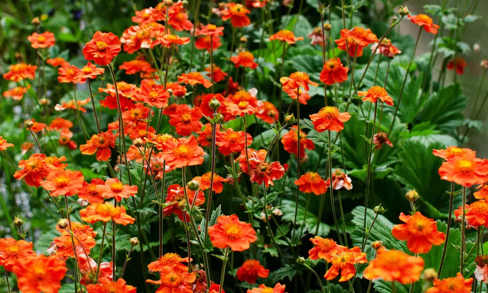 Up to 24 Geum Mrs Bradshaw Plugs - Primary Image