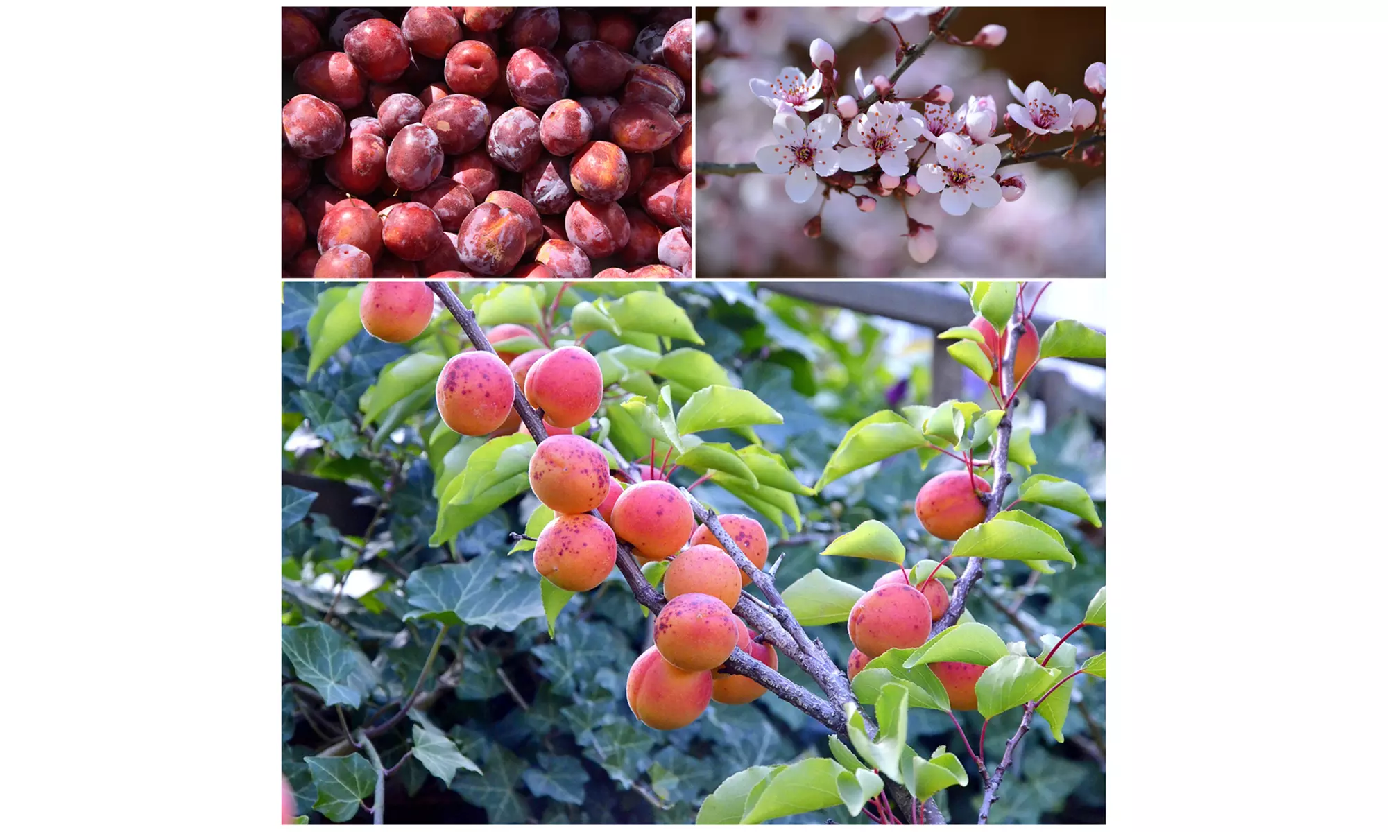 Set van 3 fruitbomen