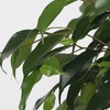 Image 8: Plant de ficus