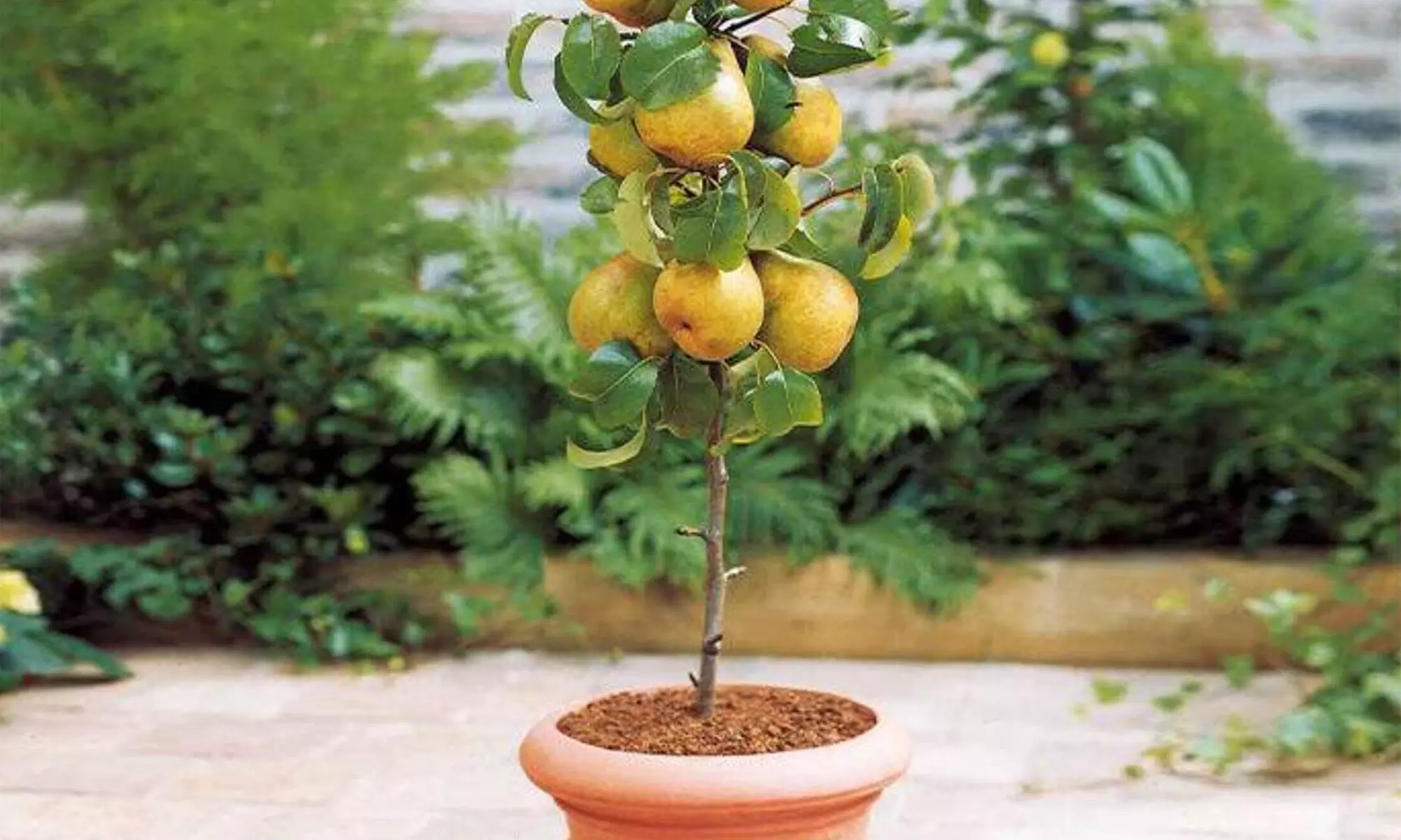 1 of 2 sets van 6 fruitbomen